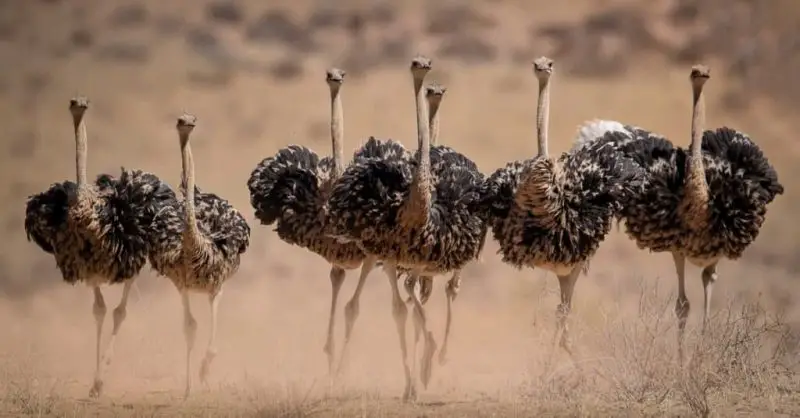 10 Ostrich Species: From Fossils to the Fastest Bird Alive