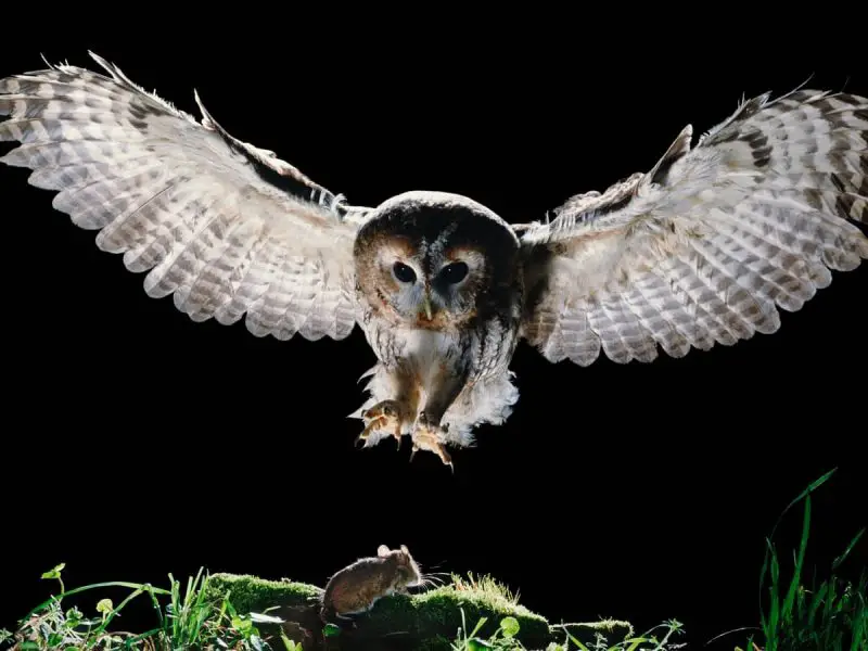 10 Prey Animals Owls Can’t Resist (With Hunting Facts)