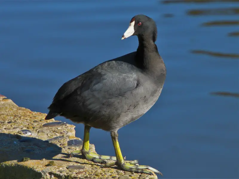 American Coot (Fulica americana)