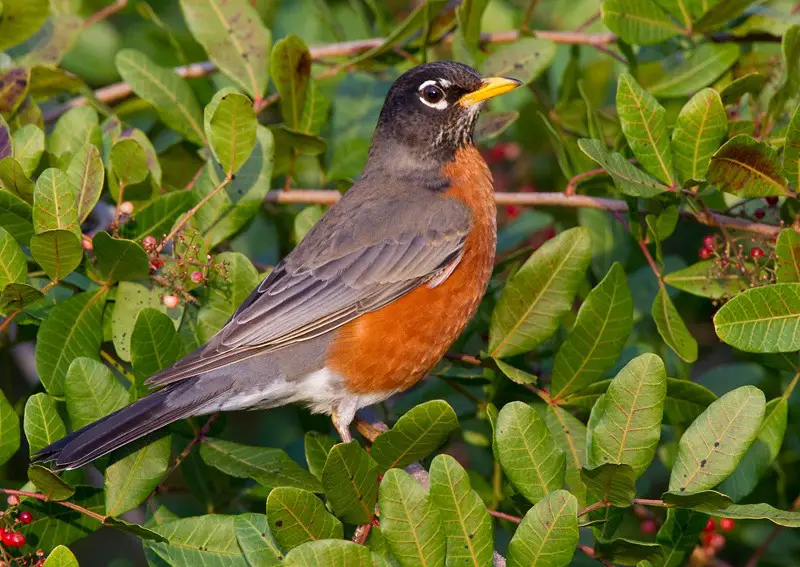 American Robin (Turdus migratorius)