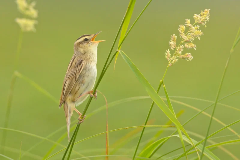 Aquatic Warbler