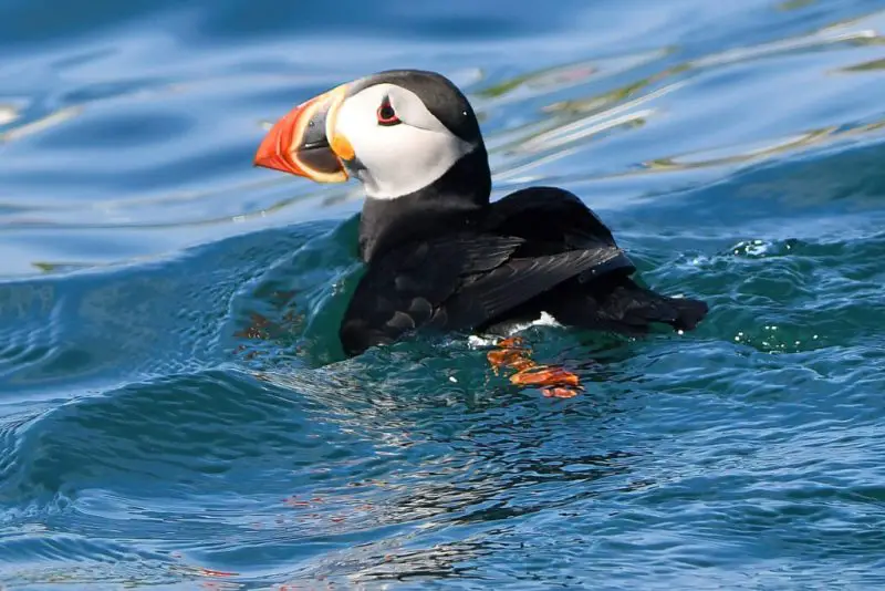 Atlantic Puffin: The Colorful Seabird of the North Atlantic