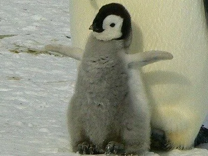 baby penguin