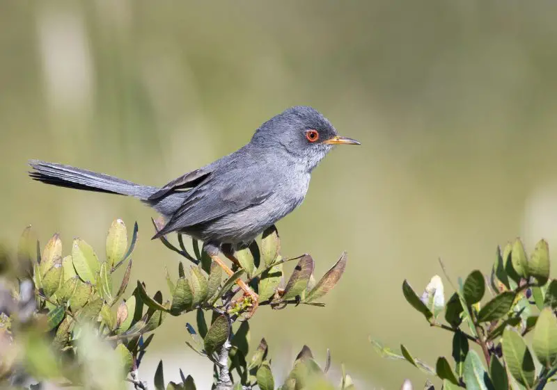 Balearic Warbler in Spain