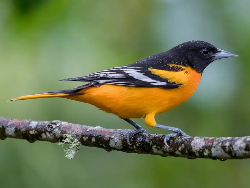 Baltimore Oriole (Icterus galbula)