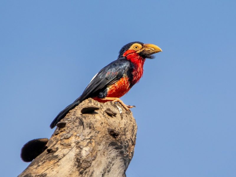 Bearded Barbet