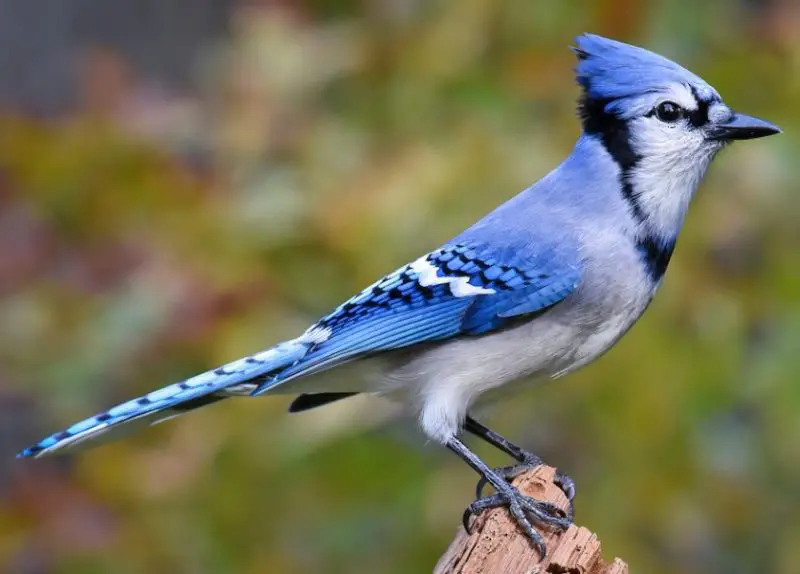 Types of Jays in Texas