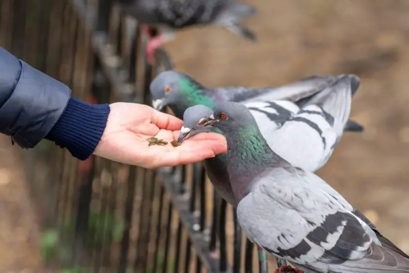 Can You Keep a Rock Pigeon? How to Care for This Urban Bird