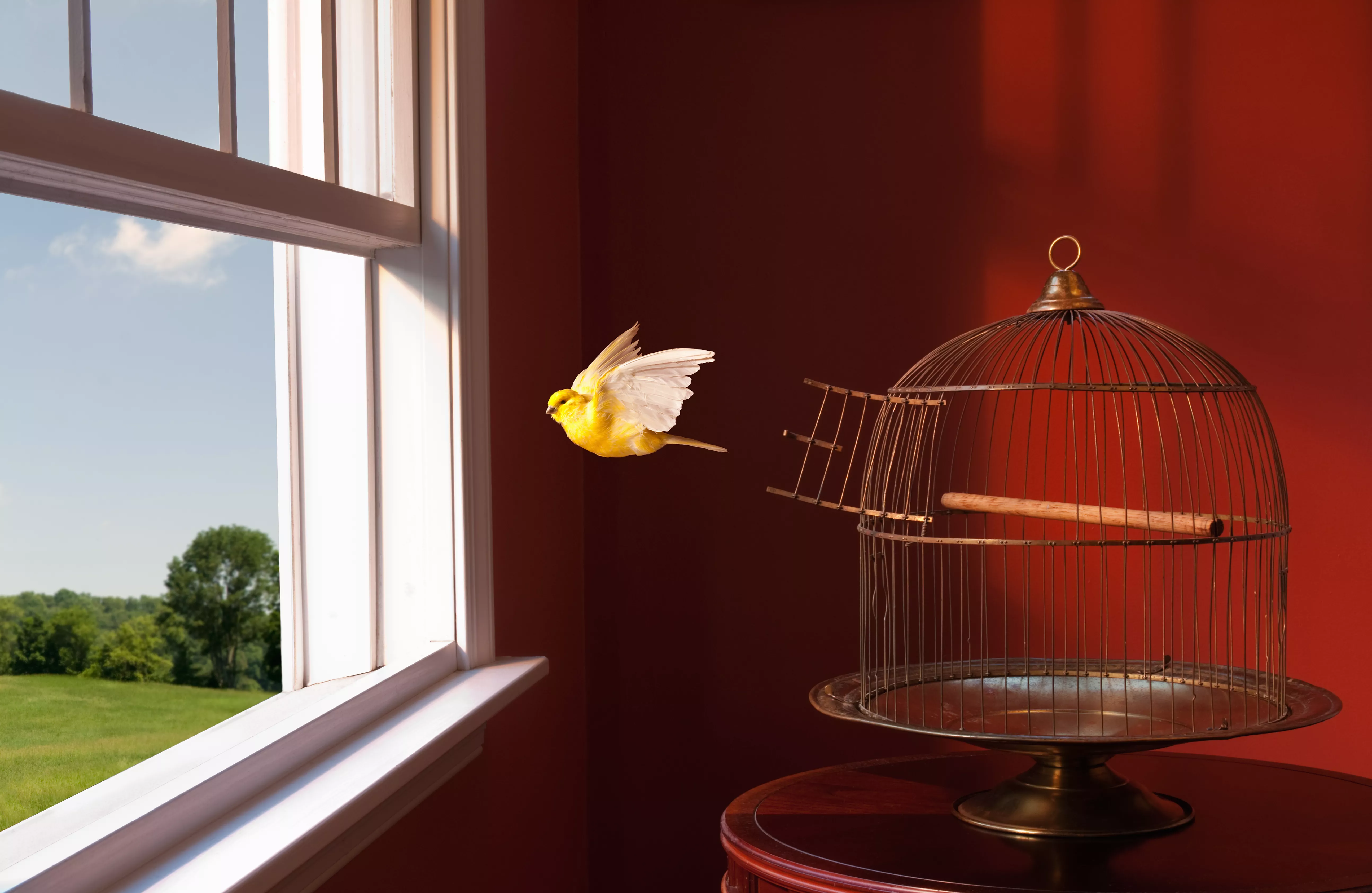Canary escaping cage, flying toward open window