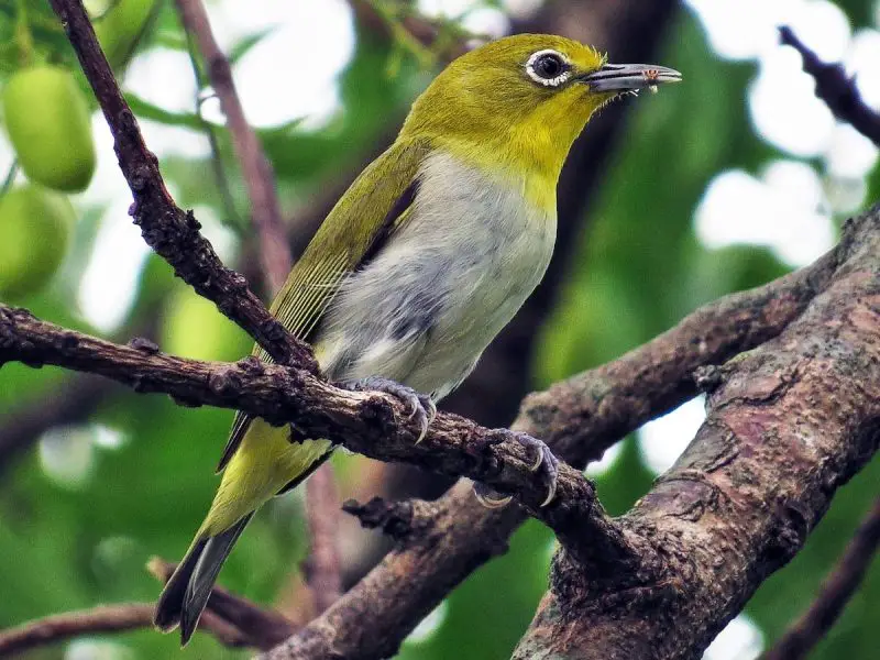 Caring for White-Eyes at Home: A Guide for U.S. Bird Enthusiasts