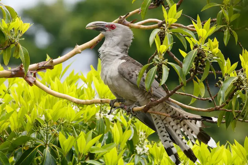 Channel-billed Cuckoo