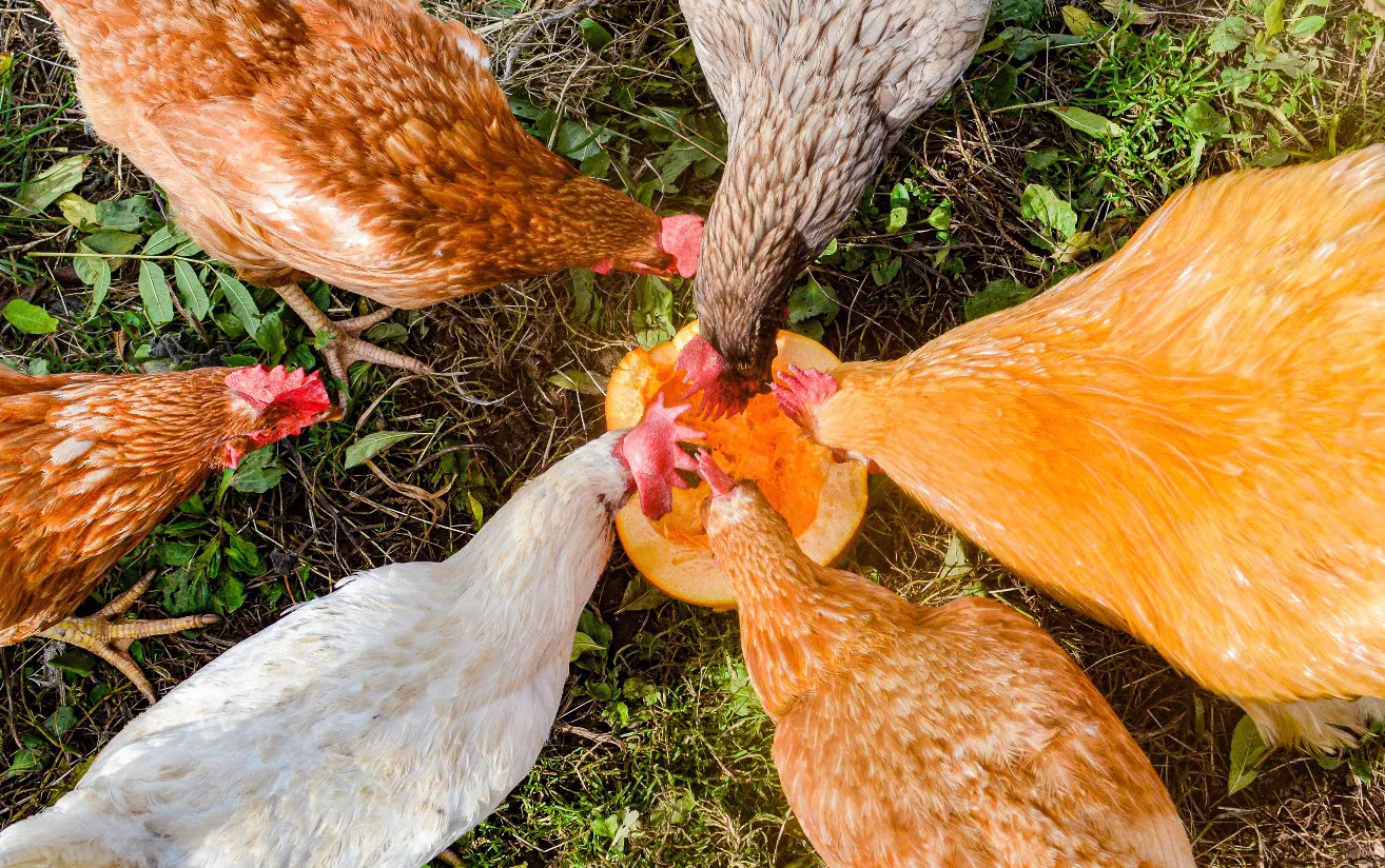 chickens eating pumpkin