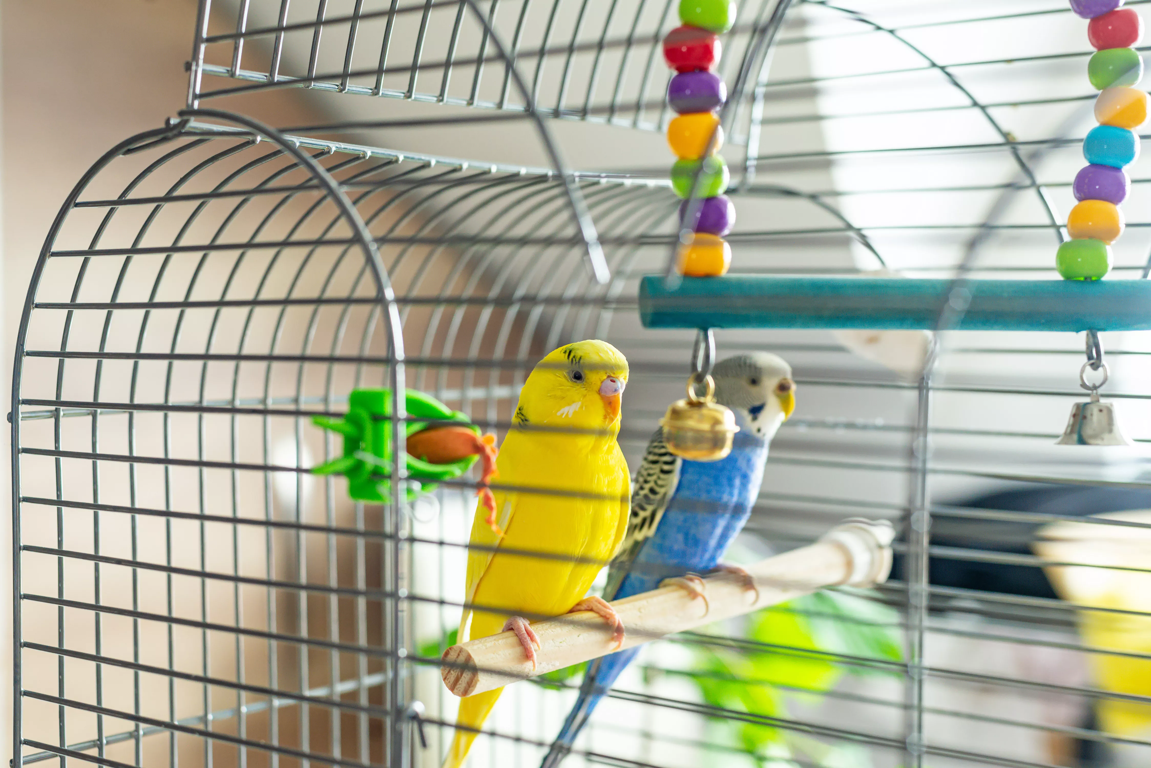Yellow and blue parakeet birds sitting inside clean bird cage