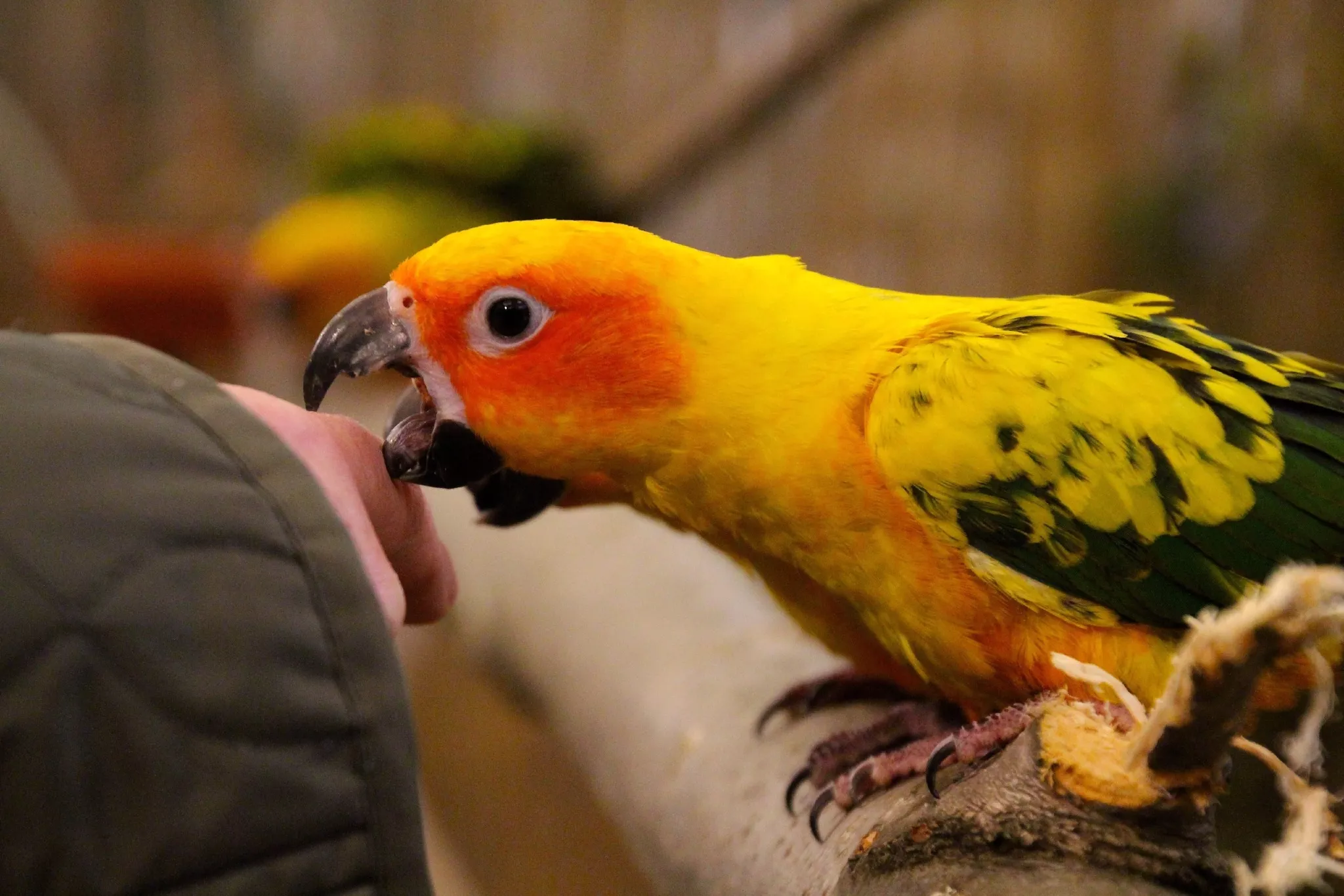 Close-up of parakeet biting finger