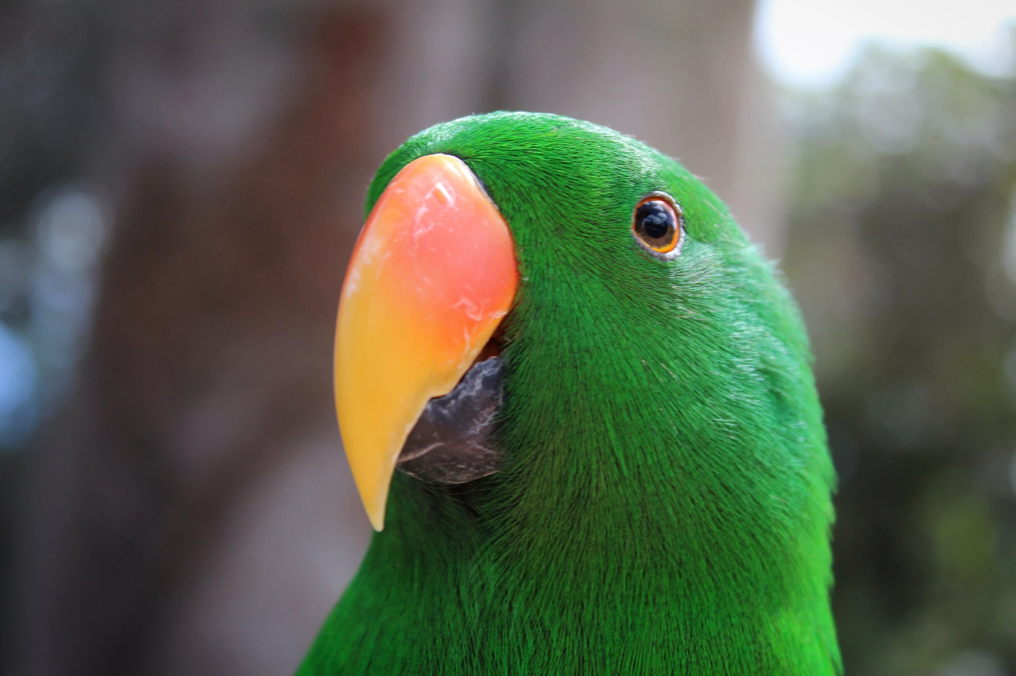 Close-up of the beak of a green parrot