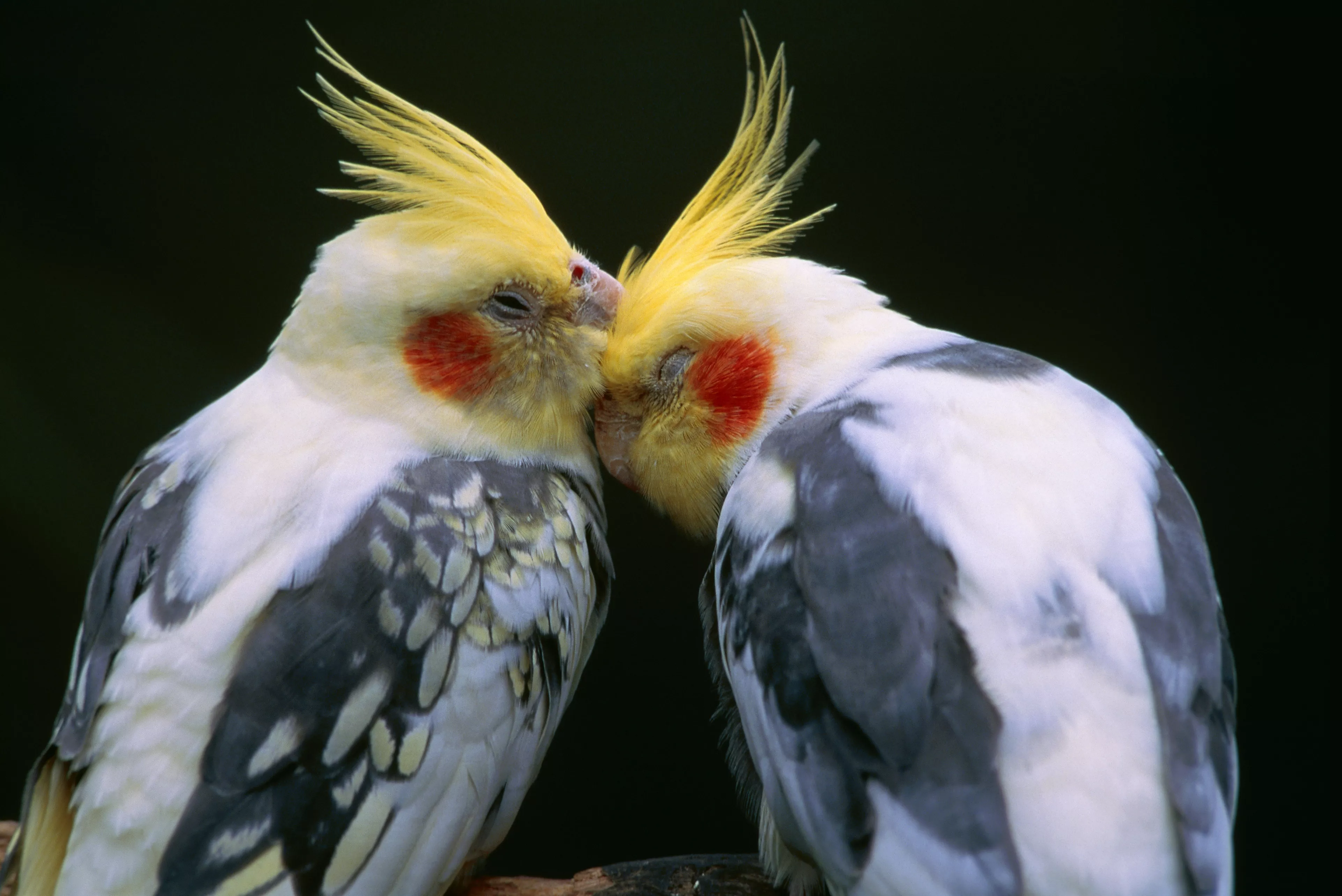 Cockatiel, couple