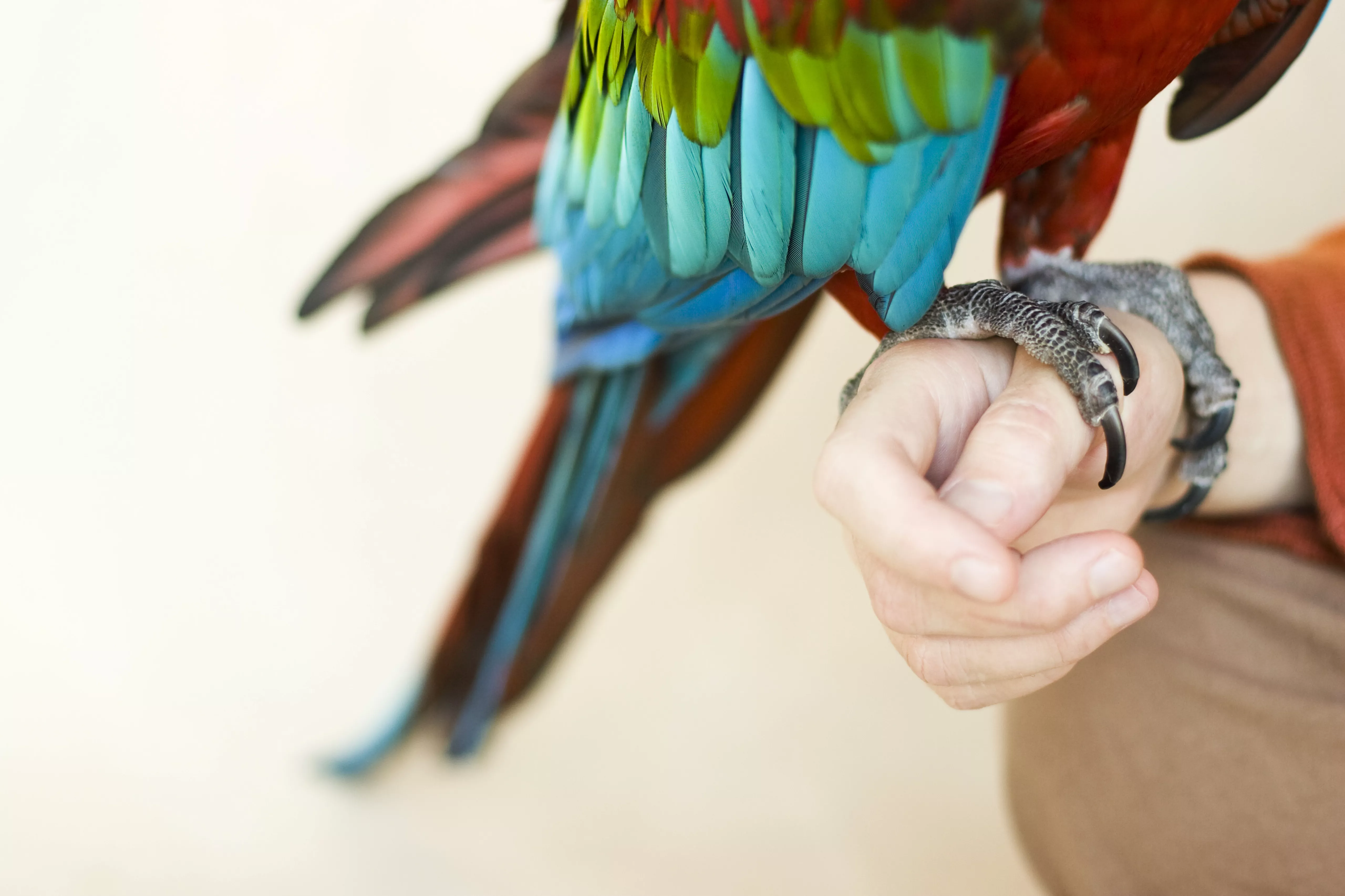 Colorful macaw parrot on neutral background