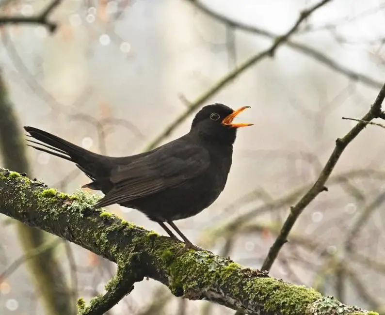 Common Blackbird (Turdus merula)