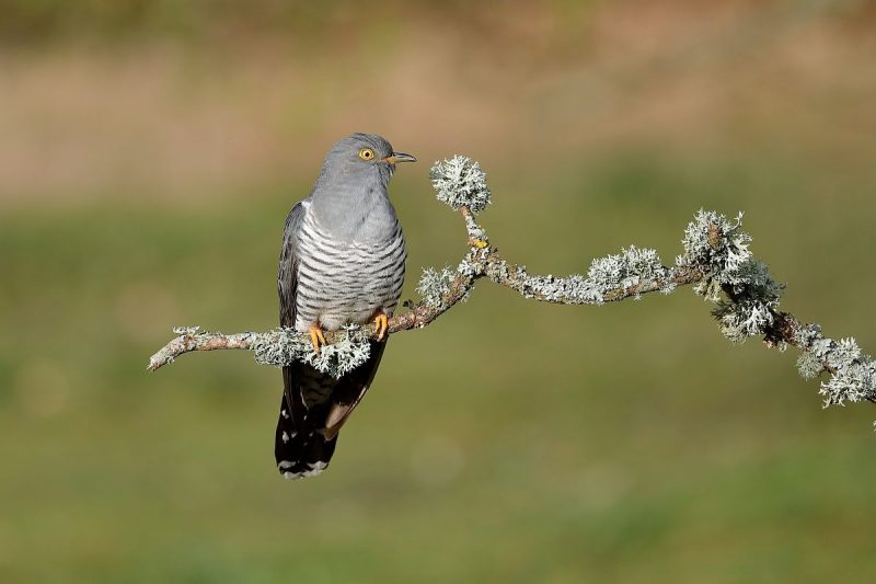 15 Fascinating Characteristics of Cuculus (Cuckoos)
