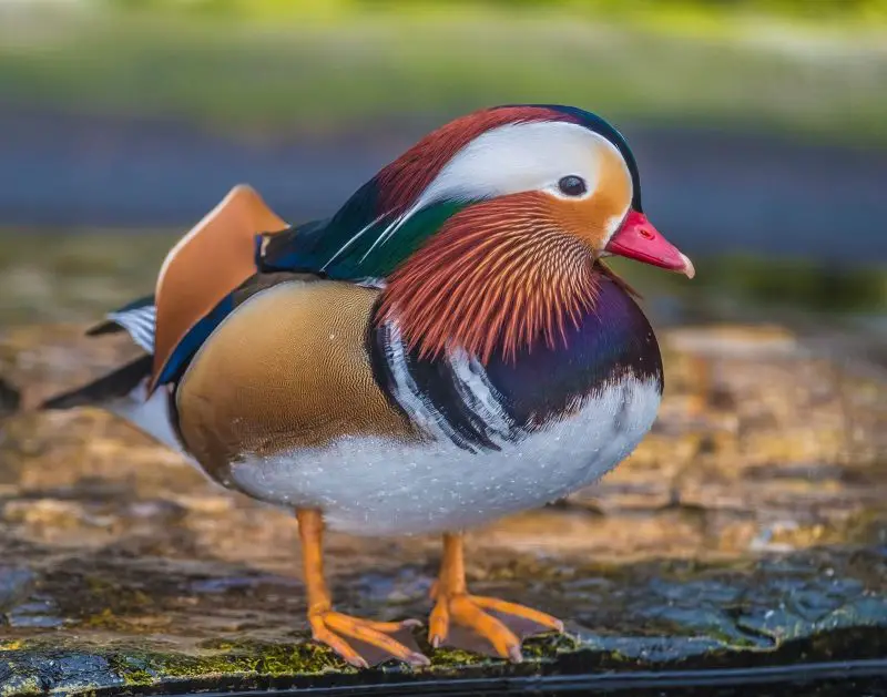 25 Fascinating Characteristics of Ducks