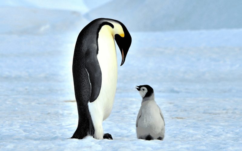 How Penguins Survive Extreme Cold