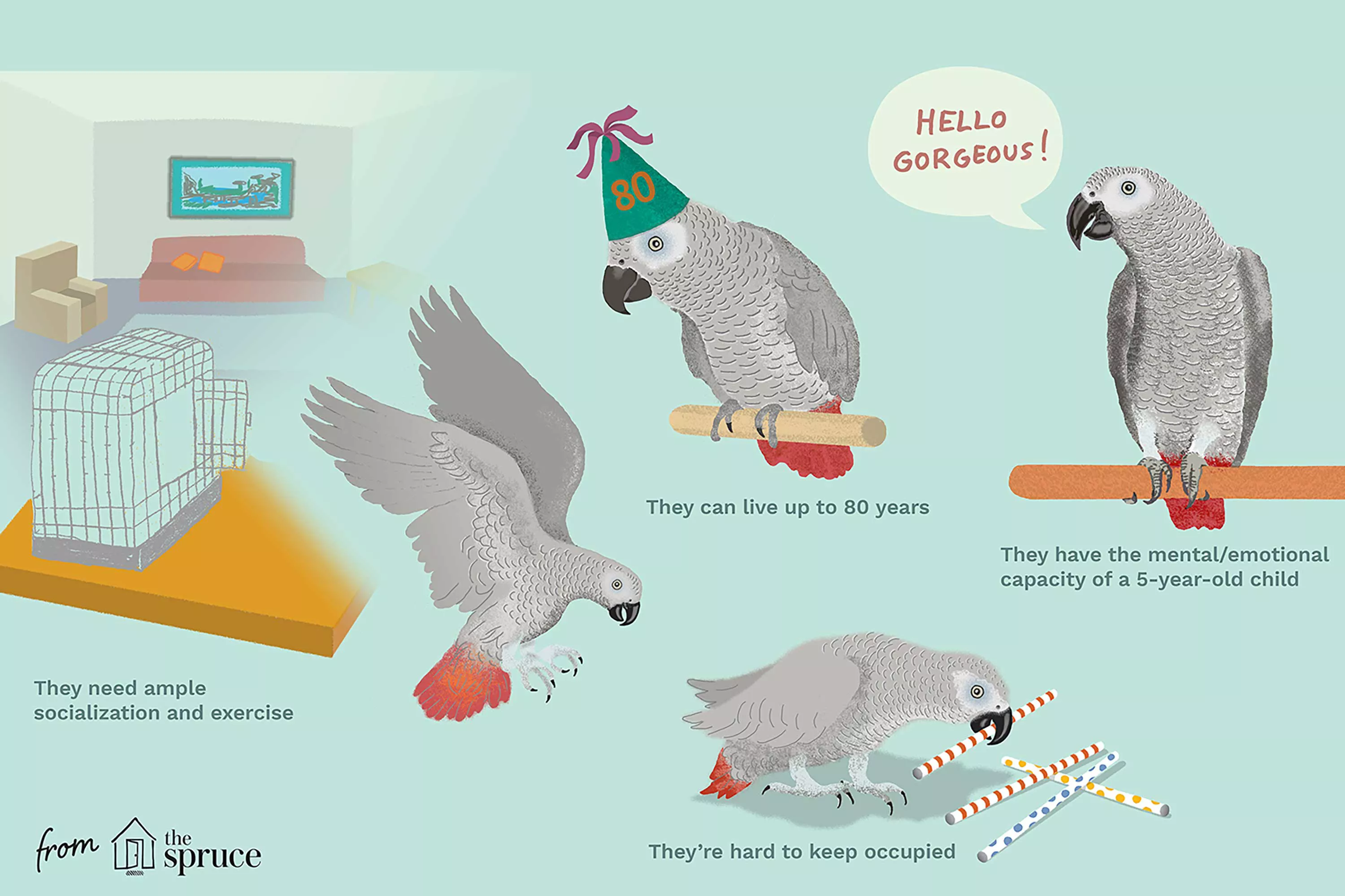 Parrots Illustration