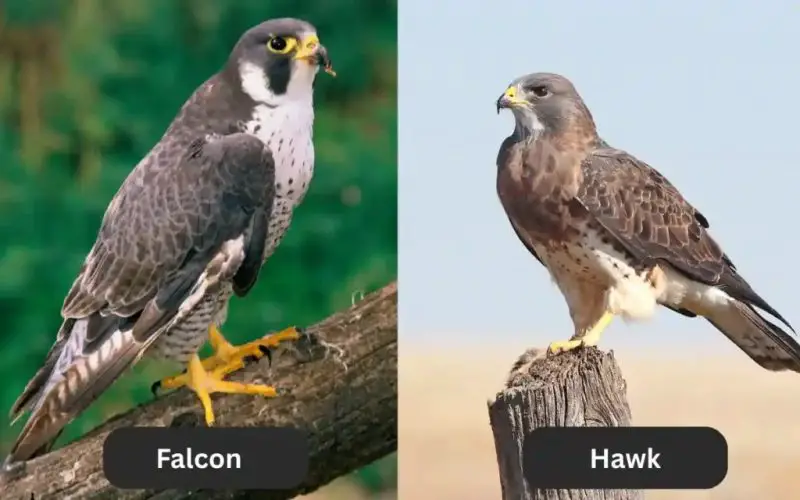 Falcons vs Hawks: How to Tell These Raptor Cousins Apart