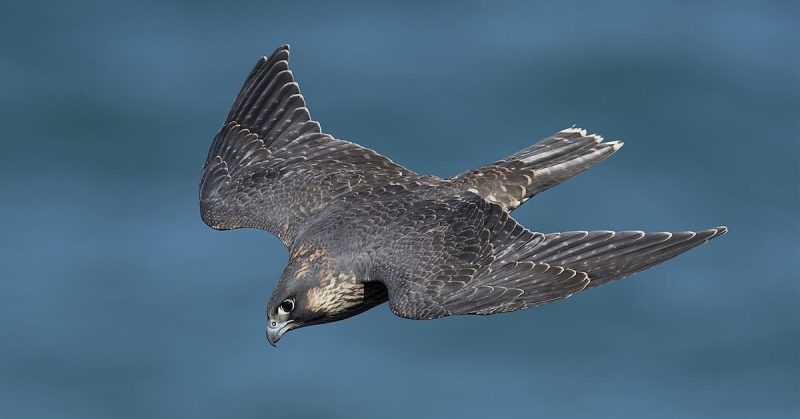 Fastest Animal on Earth