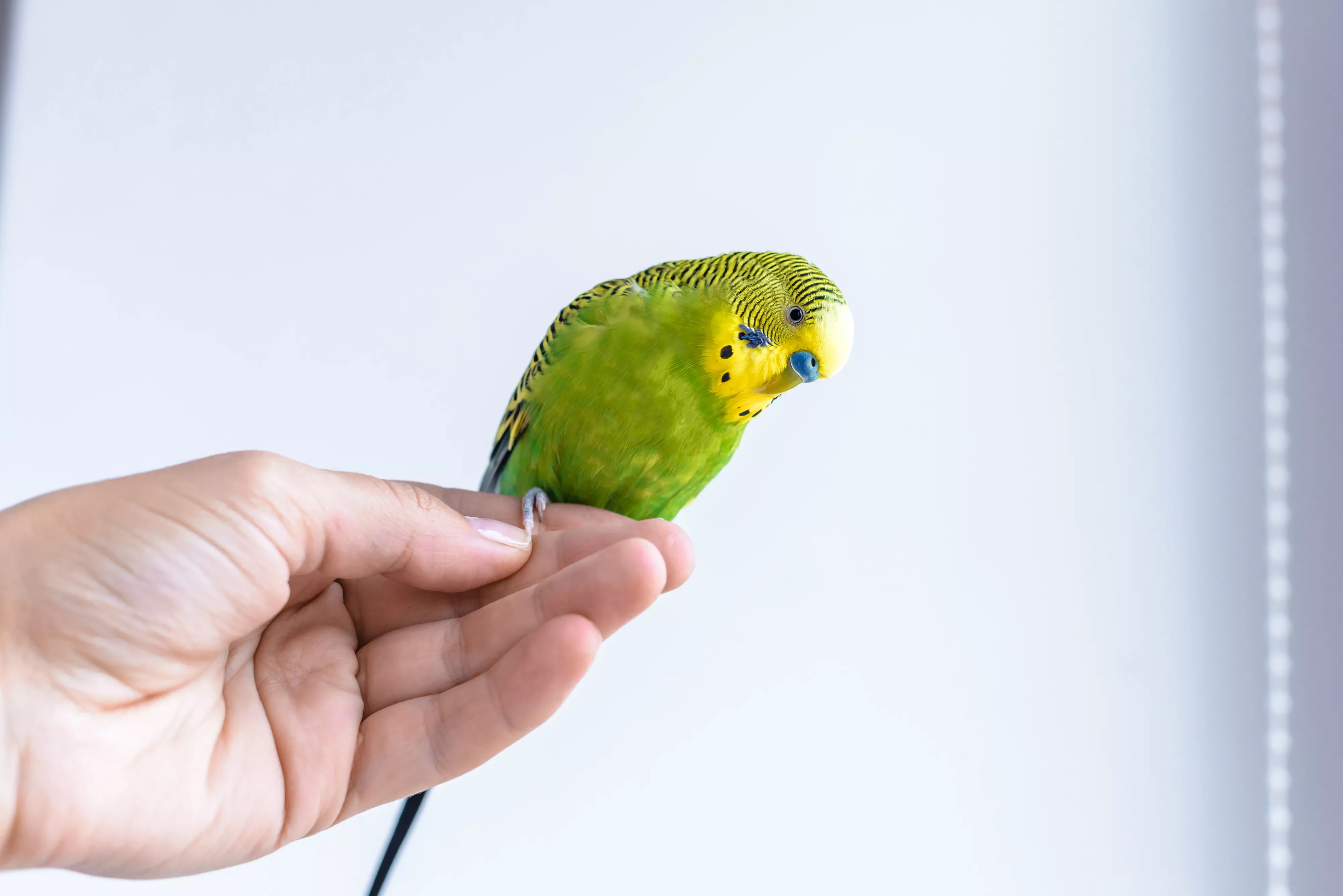 Funny budgerigar. Cute green budgie parrot sits on a finger and looking at the camera.