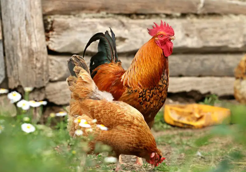 15 Fascinating Characteristics of Gallus gallus domesticus