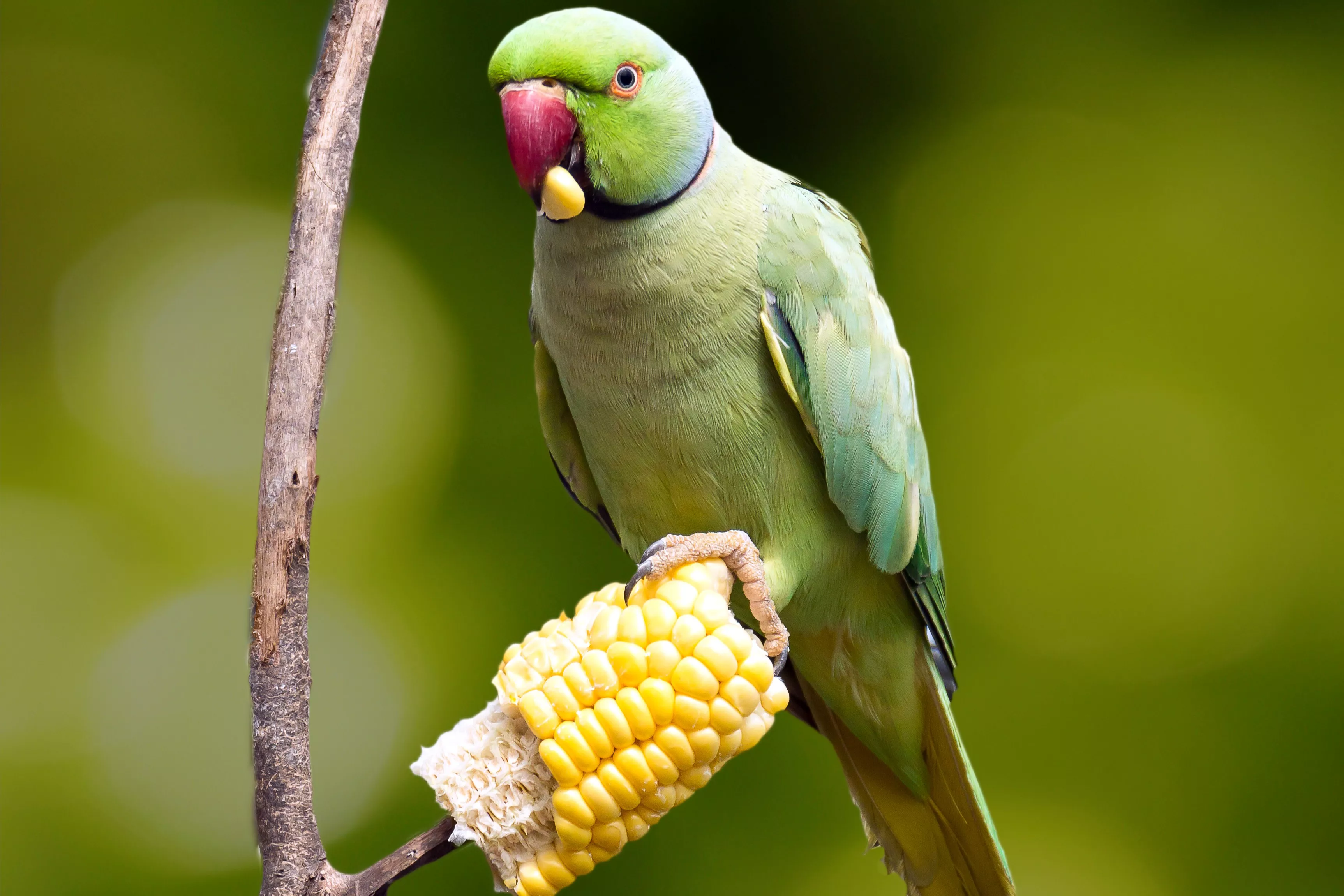 A wild parrot eating corn on the cob