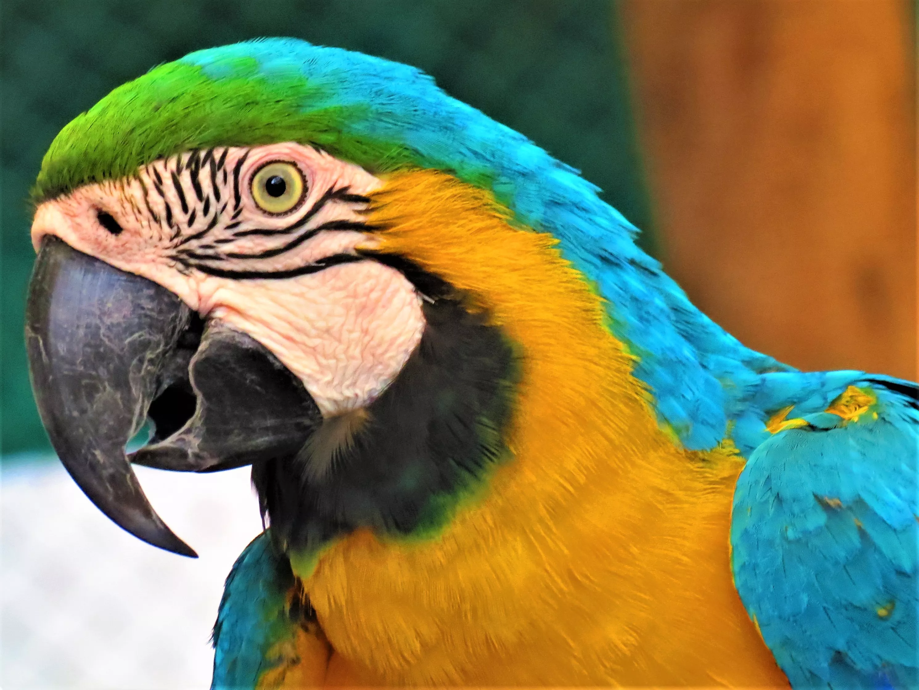 Macaw face close up.