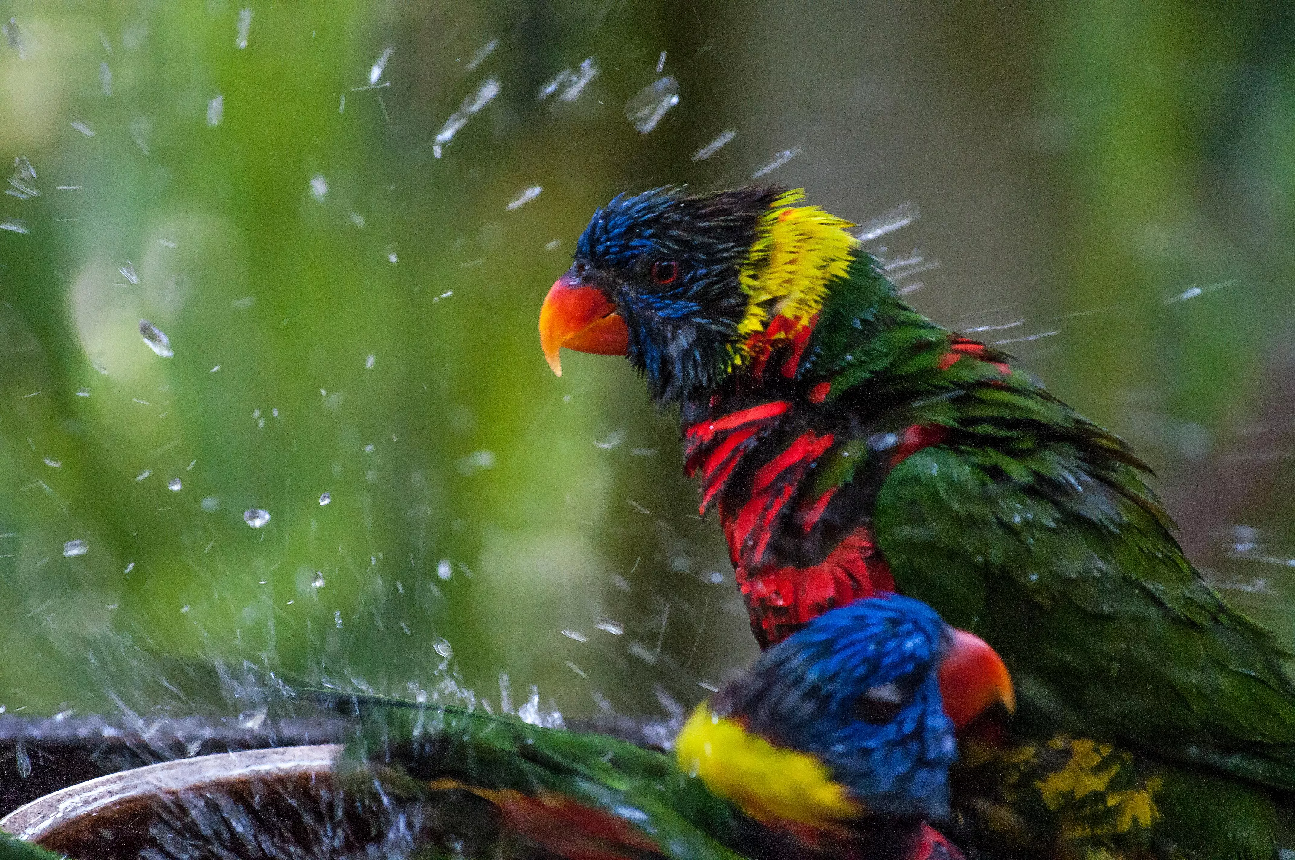 Lorikeets bathing