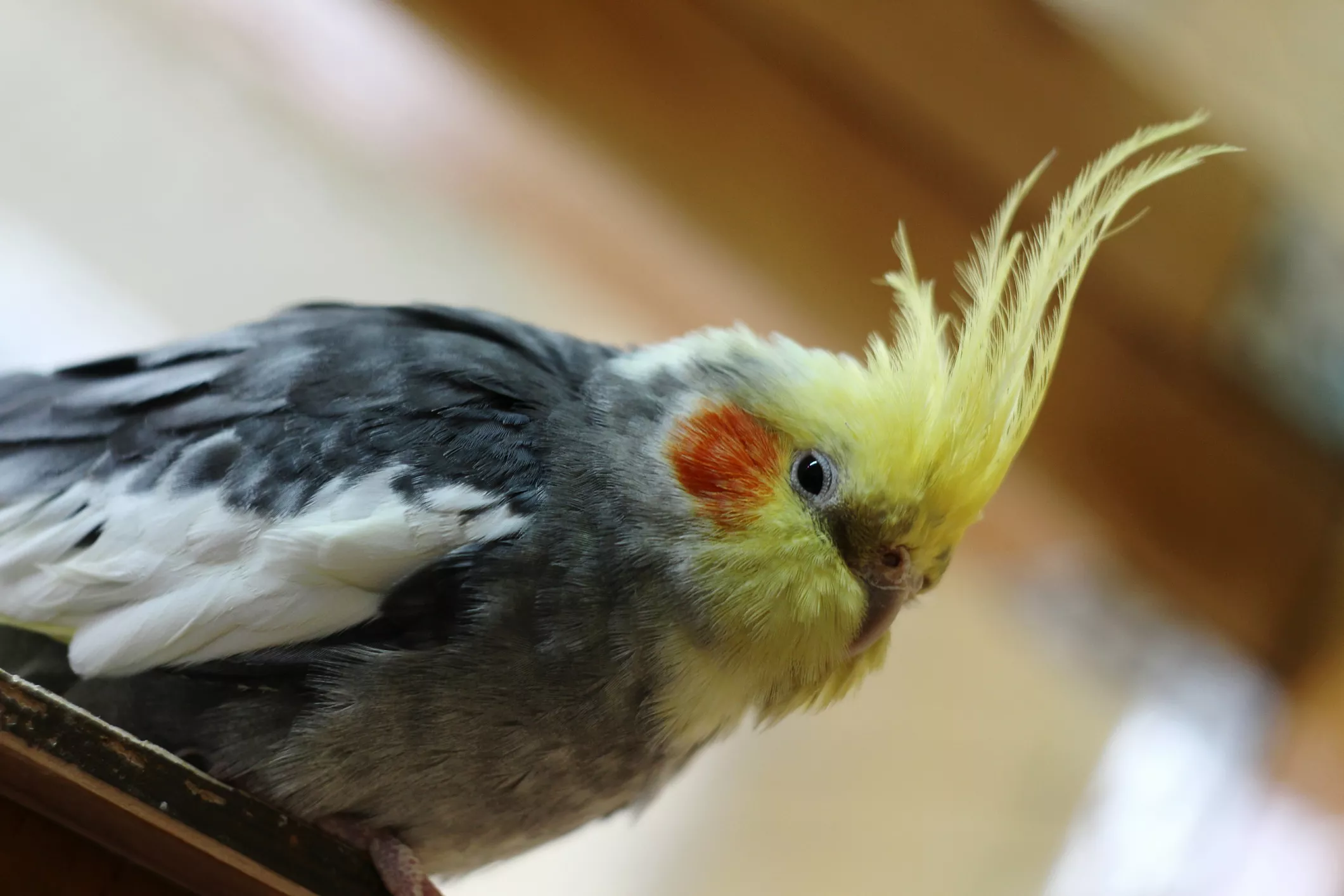 Fluffed cockatiel sitting on a ledge.