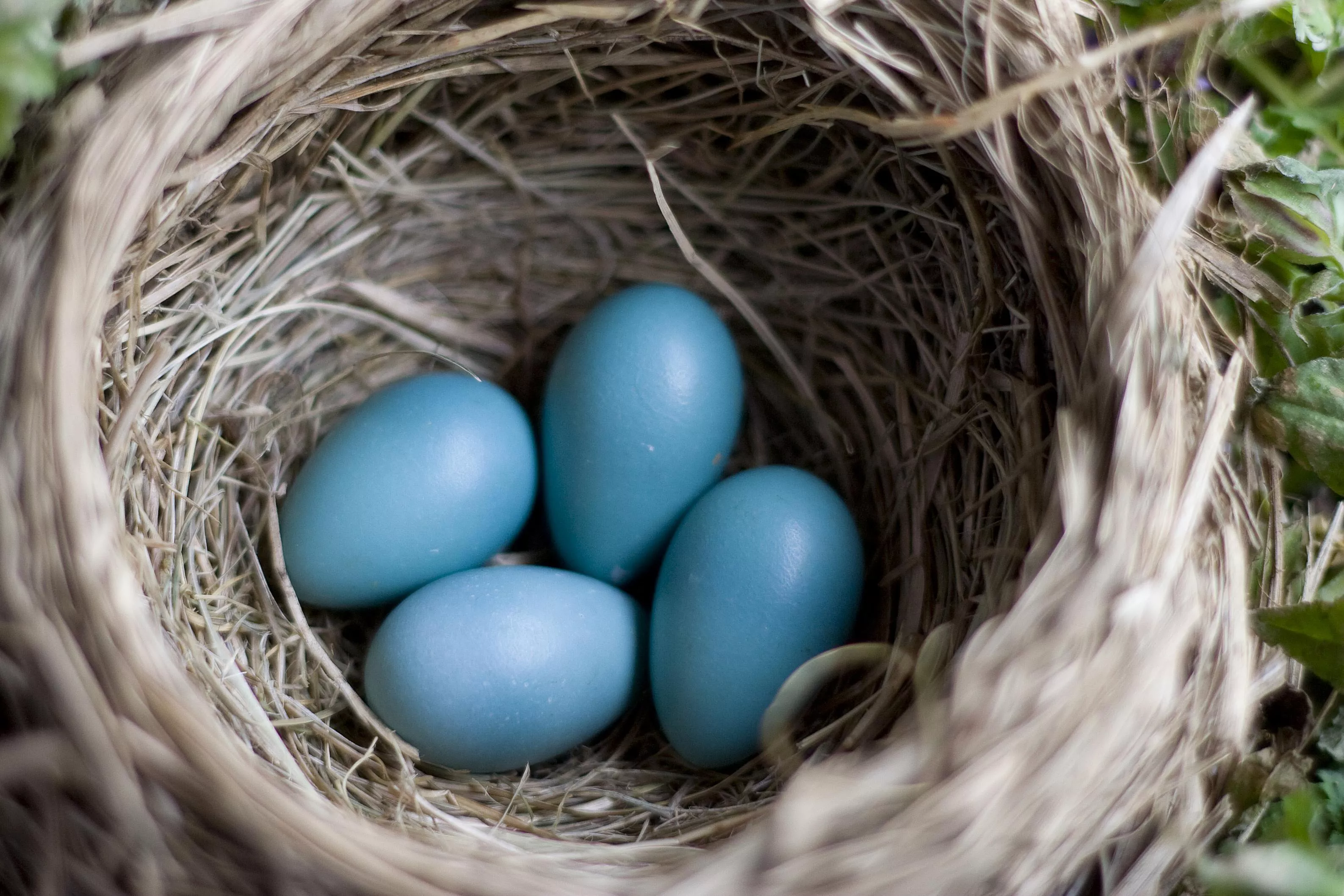 nNst of robin eggs
