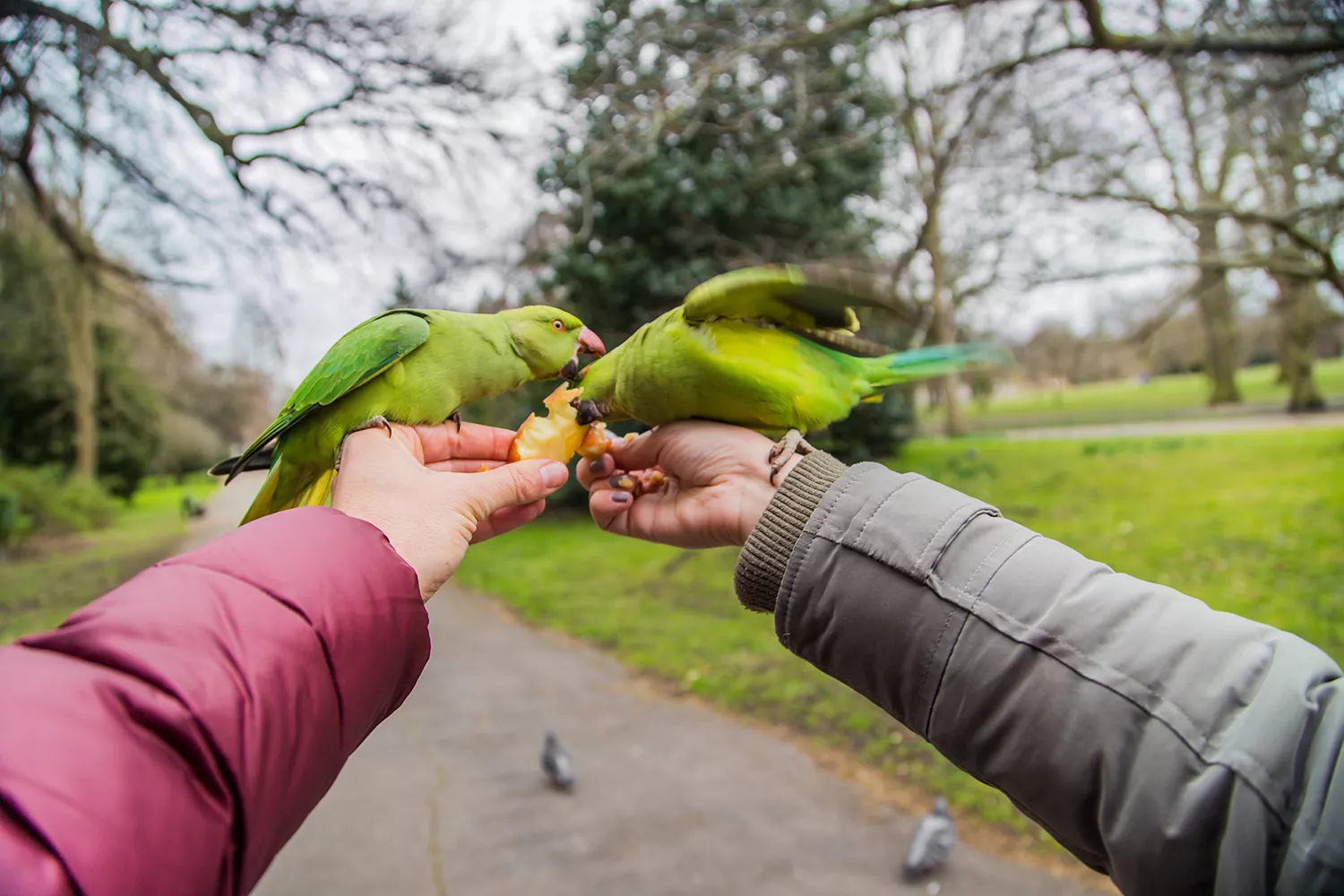 Feeding green parrots in a park