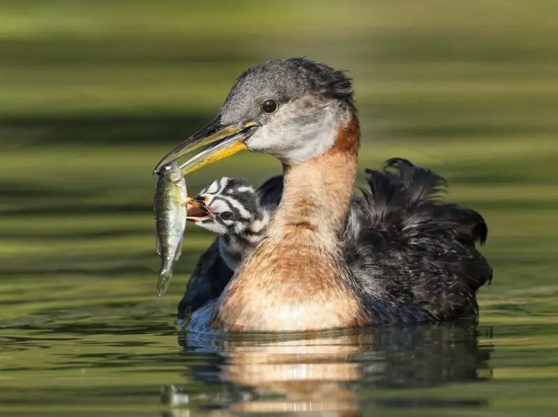 What Food Do Grebes Like Best?