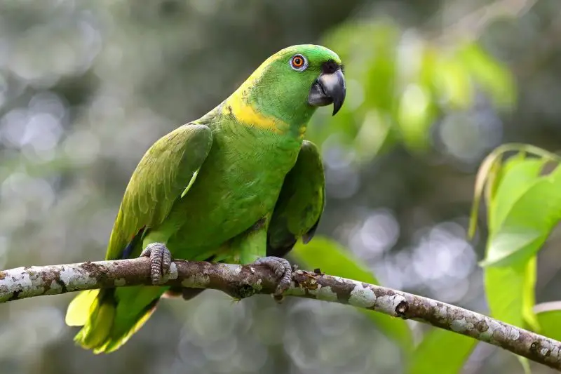 Green Amazon Parrot