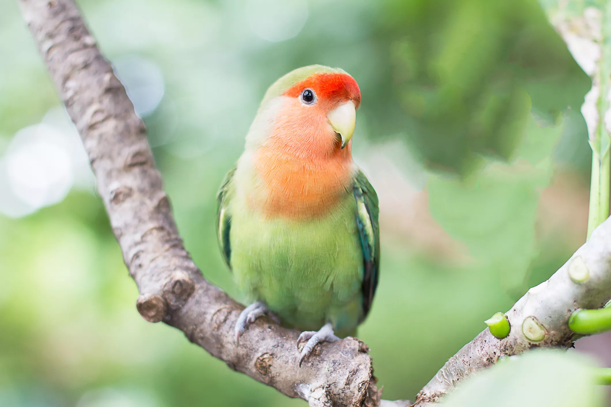 Green orange faced lovebird standing on the tree in garden
