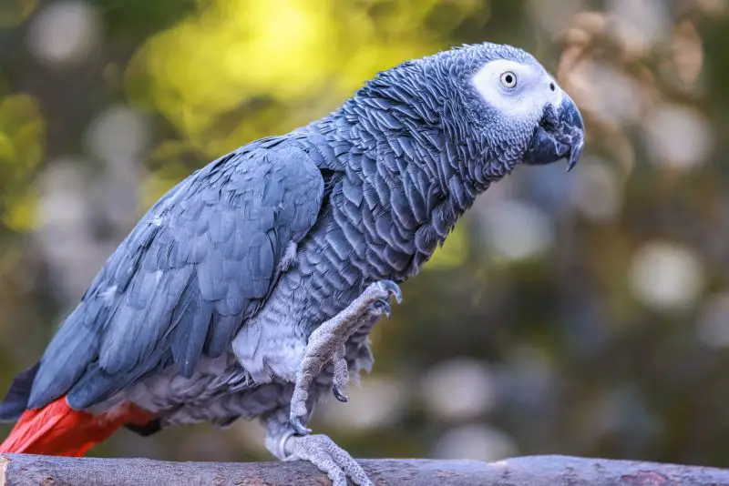 Grey Parrot