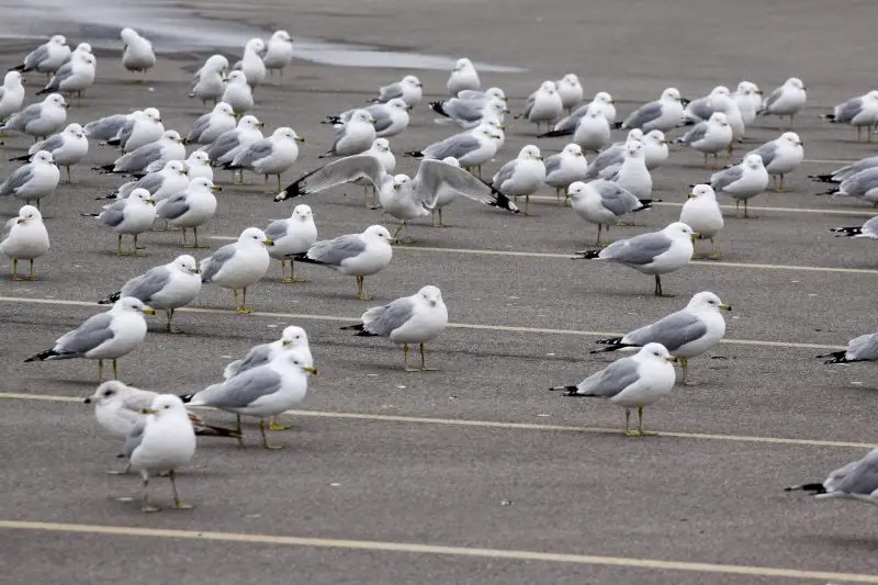 Gulls in Ohio