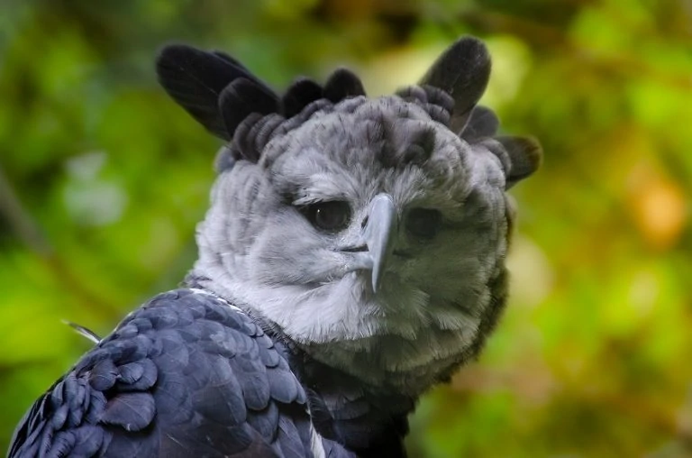 harpy eagle head