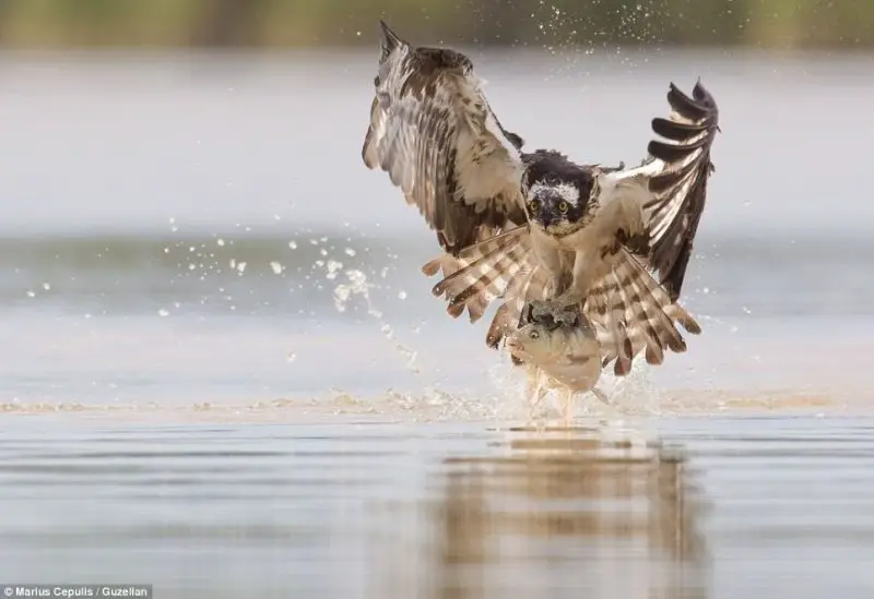 How Birds Catch Fish: Hunting Techniques of Aquatic Birds