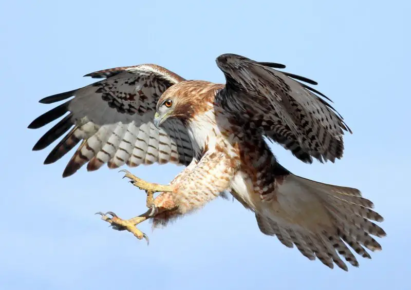 How Did Hawks Evolve? What 20 North American Species Reveal
