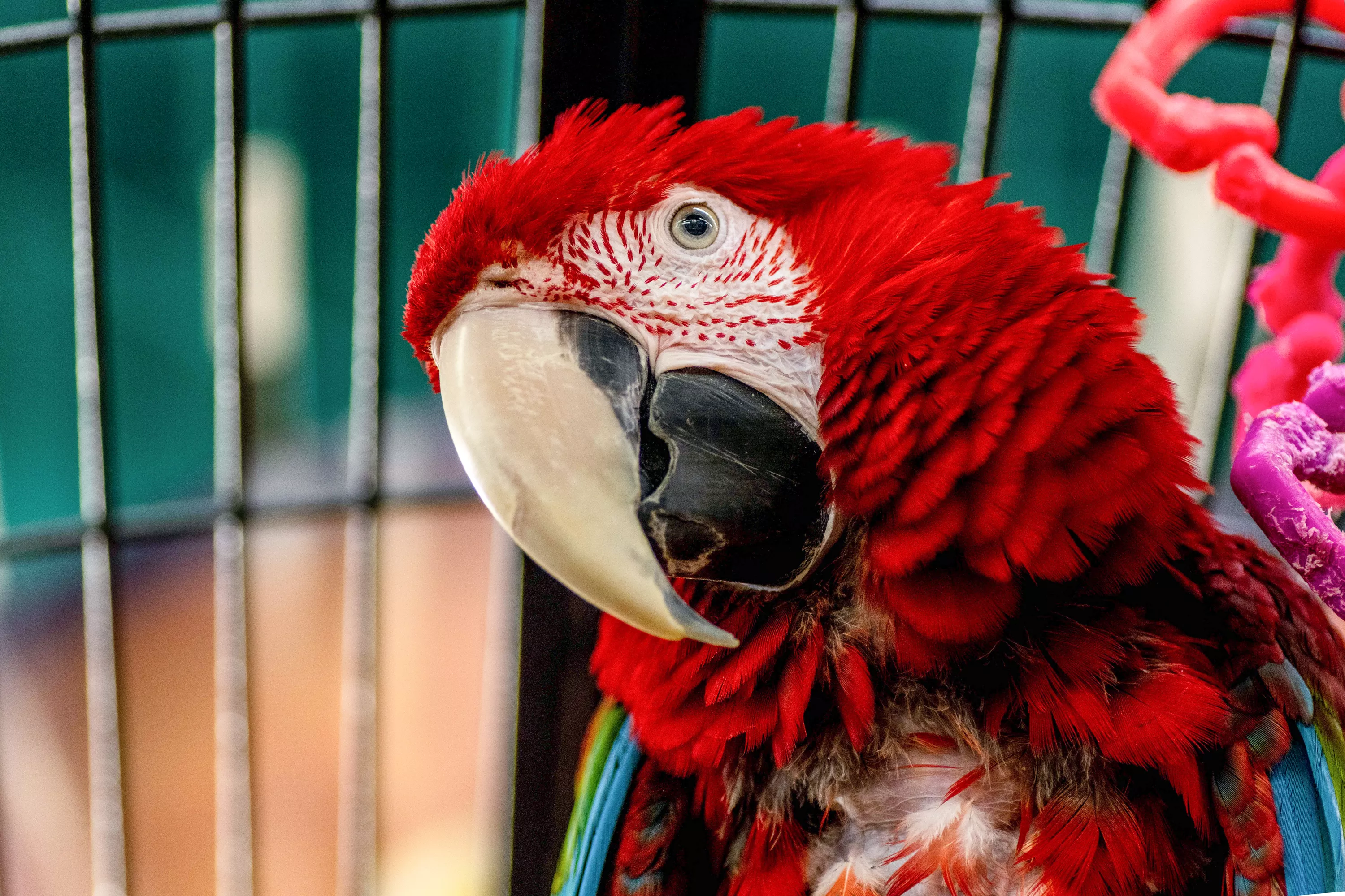 Scarlett macaw parrot with head tilted to side inside a cage