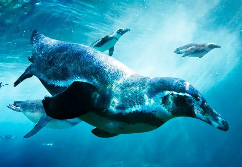 How Penguins Conquered the Sea