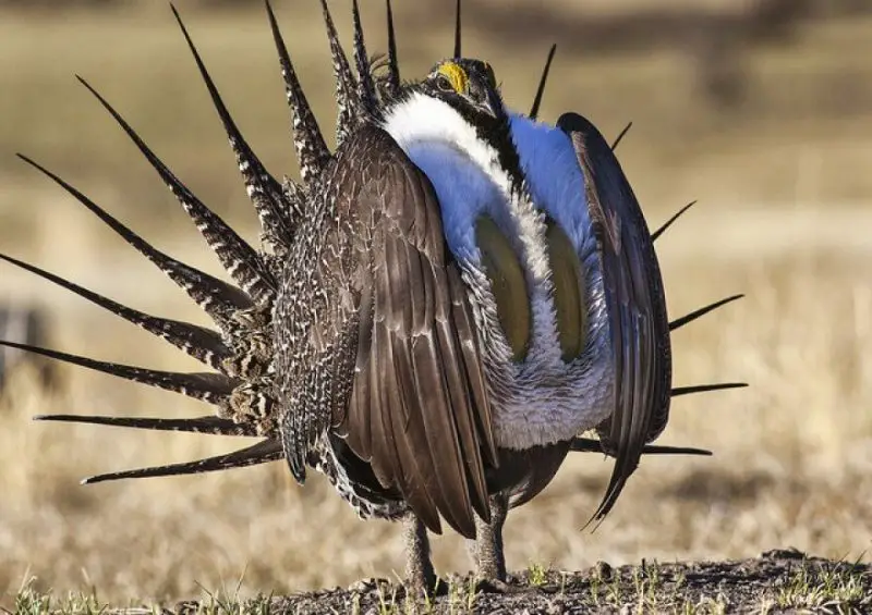 Idaho Sage Grouse