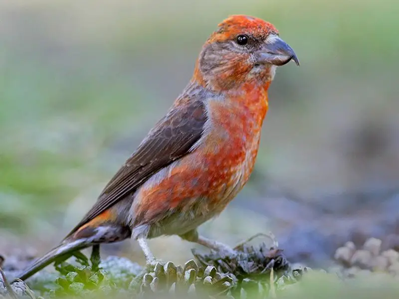 Cassia Crossbill (Loxia sinesciuris): Idaho’s Unique Endemic Finch