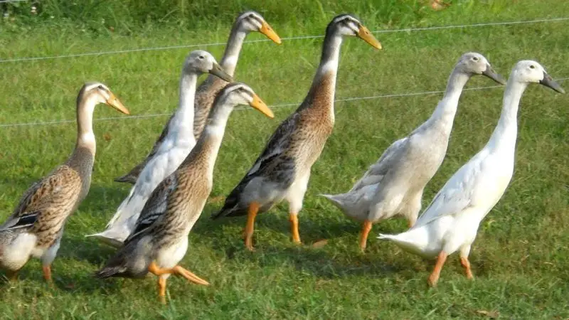 Indian Runner Duck