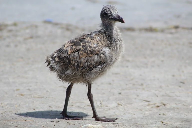 laughing-gull-chick